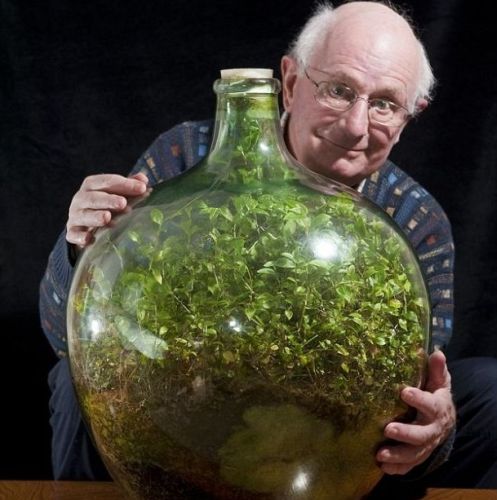 Живое растение более 50 лет в закупоренной бутылке