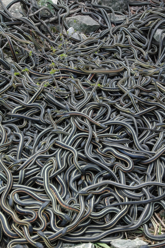 Змеиные колодцы в Манитобе
