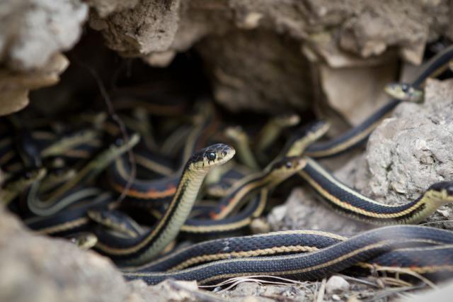 Змеиные колодцы в Манитобе