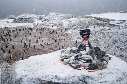 Счетчик пингвинов Антарктиды